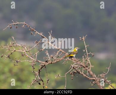 Erster Winter Golden Oriole (Oriolus oriolus) Gelegen in Mandelbaum in der Provinz Valencia Stockfoto