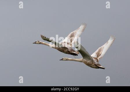 Erste Winter Mute Swans (Cygnus olor) zeigt aktive Häutung gegenüber erwachsenen wie Gefieder. Im Flug, gemeinsam wegfliegen. Stockfoto