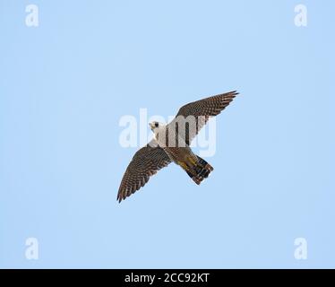 Weibchen, zweites Kalenderjahr Peregrine Falcon (Falco peregrinus) mit Unterflügel Stockfoto