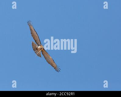 Ausgewachsener Kurzzahnadler (Circaetus gallicus) mit gefangener Schlange in der Provinz Valencia, Spanien. Fliegen mit Schlange im Schnabel. Stockfoto