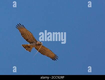 Adulter Kurzzahnadler (Circaetus gallicus) Mit gefangener Schlange in der Provinz Valencia Stockfoto