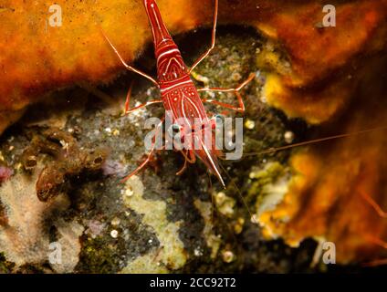 Durban Hinge-Schnabel Shrimp, Rhynchocinetes durbanensis, auf Schwamm im Korallenriff in Tulamben, Bali, Indonesien Stockfoto