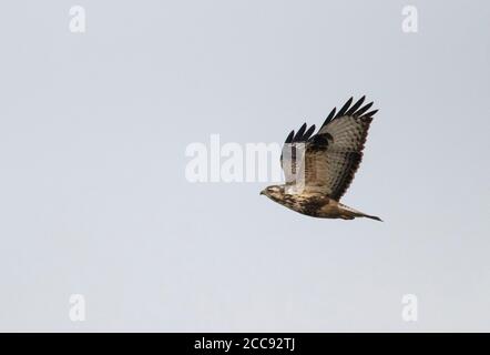 Buteo Buteo (Buteo Buteo) im Flug. Ein rauer Bussard Look Nageltyp. Stockfoto