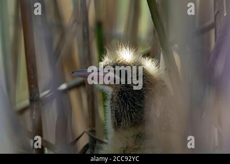 Küken der kleinen Bittern (Ixobrychus minutus) versteckt im Schilffeld in der Nähe ihres Nestes in Italien. Stockfoto