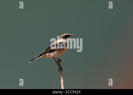 2cy Männchen Western Black-eared Wheatear (Oenanthe hispanica hispanica) zeigt sehr abgenutztes Gefieder am Ende des Sommers in der Provinz Valencia, Spanien. Stockfoto