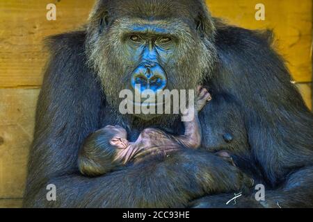 Die neunjährige Kala, ein westlicher Flachland-Gorilla, mit ihrem 24-Stunden-alten Baby, das sie am Mittwoch, den 19. August, im Gorilla House in den Bristol Zoo Gardens zur Welt brachte. Stockfoto