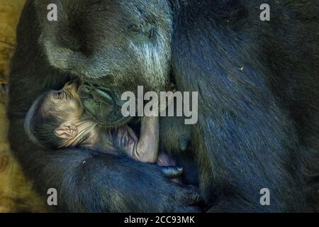 Die neunjährige Kala, ein westlicher Flachland-Gorilla, mit ihrem 24-Stunden-alten Baby, das sie am Mittwoch, den 19. August, im Gorilla House in den Bristol Zoo Gardens zur Welt brachte. Stockfoto