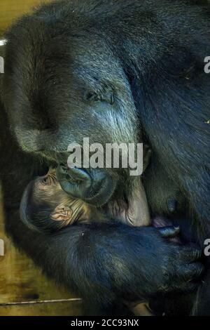 Die neunjährige Kala, ein westlicher Flachland-Gorilla, mit ihrem 24-Stunden-alten Baby, das sie am Mittwoch, den 19. August, im Gorilla House in den Bristol Zoo Gardens zur Welt brachte. Stockfoto