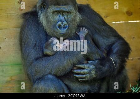 Die neunjährige Kala, ein westlicher Flachland-Gorilla, mit ihrem 24-Stunden-alten Baby, das sie am Mittwoch, den 19. August, im Gorilla House in den Bristol Zoo Gardens zur Welt brachte. Stockfoto