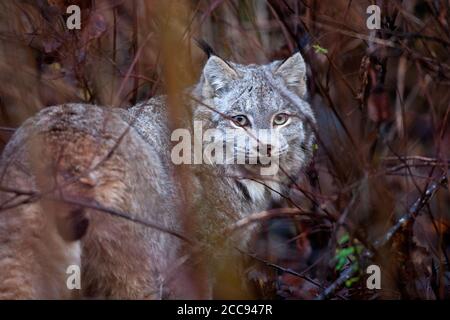 Der kanadische Luchs (Lynx canadensis) blickt durch dichtes Unterholz mit stechenden Augen, dessen dickes Winterfell sich in die Schatten des Waldes einfügt. Stockfoto