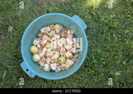 Abfälle von Äpfeln in einer Plastikschüssel vor einem Hintergrund von grünem Gras. Verarbeitungskonzept für Obst und Gemüse. Hochwertige Fotos Stockfoto