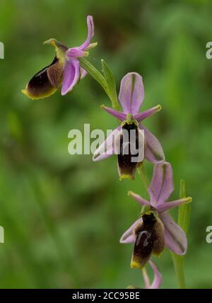 Ophrys lunulata, mehrblühiger Stiel Stockfoto