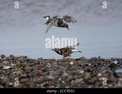 Ruddy Turnstone, Arenaria interpres, Streit, im Sommer Zuchtgefieder, Morecambe Bay, Lancashire, UK Stockfoto