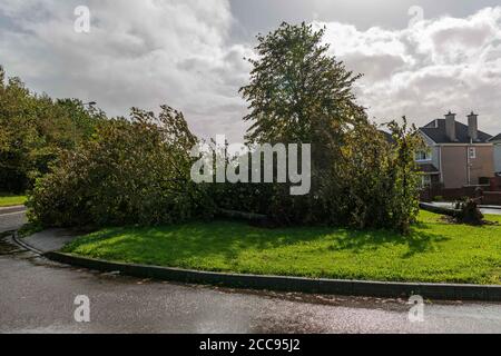 Cork, Irland. August 2020. Nach dem Sturm Ellen, Cork City. Kinvara Bewohner würden sehen, einige große Bäume, die über blockierende Fußwege geklopft werden. Als der Sturm in den letzten Nächten endet, beginnen Bewohner und lokale Behörden, den Schaden zu bewerten, da viele umgestürzte Bäume und Trümmer beseitigt werden müssen. Kredit: Damian Coleman/Alamy Live Nachrichten Stockfoto