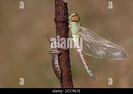 Teneral weibliche Vagrant Kaiser (Anax ephippiger) auf einem Stock mit den Exuviae in den Niederlanden thront. Stockfoto