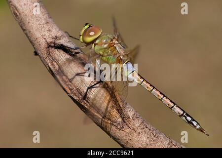 Erwachsener Rüde Vagrant Emperor (Anax ephippiger) auf einem Stock in den Niederlanden. Stockfoto