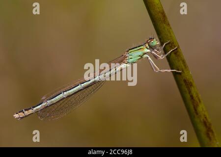 Erwachsene weibliche seltene Blauschwanzdamselfly (Ischnura pumilio), die auf einem Stamm am Hatertse Vennen in den Niederlanden ruht. Stockfoto