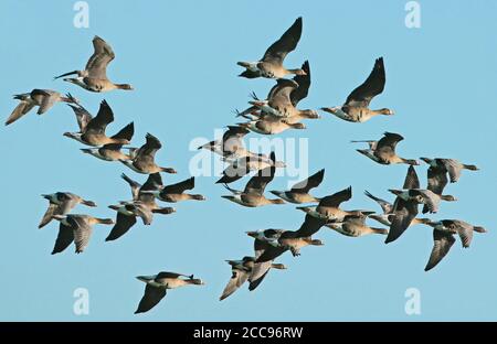 Schwarm der Zwerggänse (Anser erythropus) im Flug, von der Seite gesehen. Stockfoto