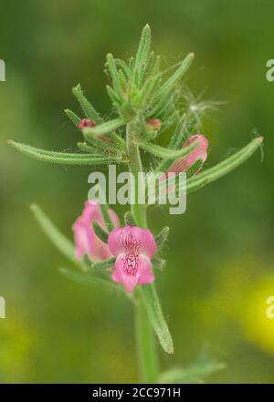 Wieselschnauze Blume, Misopates orontium Stockfoto