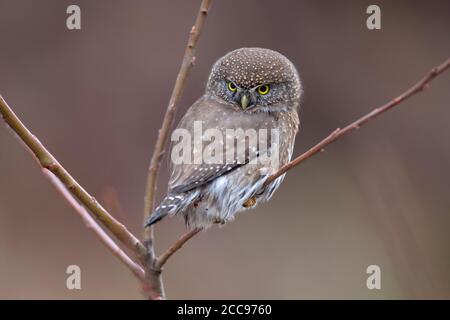 Zwergkauz (Glaucidium californicum) auf einem blühenden Zweig mit auffälligen gelben Augen vor einem weichen, gedämpften Hintergrund. Stockfoto