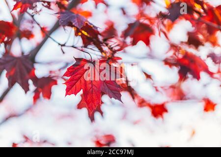 Schöne Zweige mit roten Blättern eines Norwegenahorns (Crimson King, Goldsworth Purple) im Sonnenlicht. Selektiver Fokus. Stockfoto