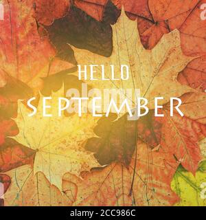 September-Hintergrund. Gelbe Ahornblätter mit dem Text Hallo September. Herbstkonzept Stockfoto