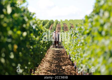 Winzer arbeitet mit einem Zugpferd in einem Bordeaux Weinberg. Zugpferd zieht einen Pflug durch einen Weinberg des Château Troplong Mondot Wein-gr Stockfoto