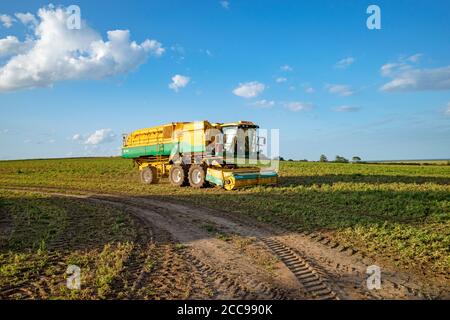 PEA Ernte Bawdsey Suffolk England Stockfoto