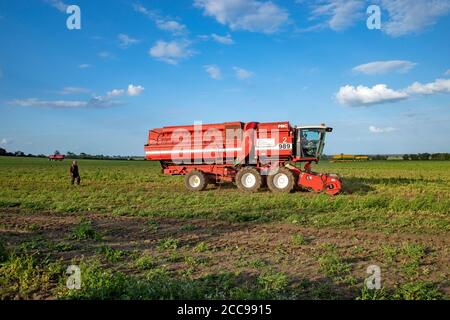 PEA Ernte Bawdsey Suffolk England Stockfoto