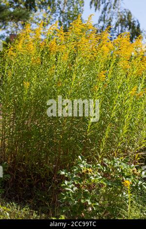 SOLIDAGO CANADENSIS bekannt als Canada Goldrud Stockfoto