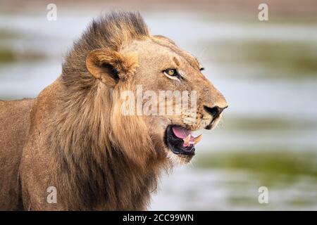 Das Löwenporträt, Panthera leo, zeigt gefährlichen Hund. South Luangwa Park, Sambia, Afrika. Stockfoto