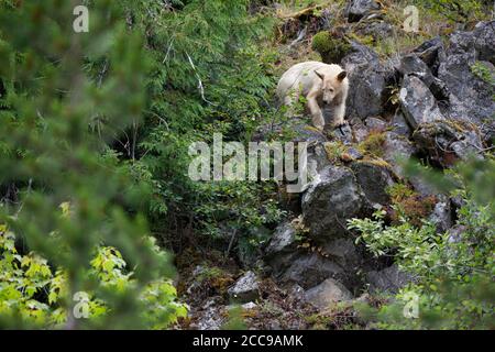 Der seltene Kermodenbär (Ursus americanus kermodei), auch bekannt als der Geisterbär, navigiert durch moosige Felsen im Küstenregenwald von British Columbia. Stockfoto