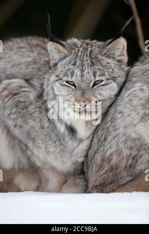 Der kanadische Luchs (Lynx canadensis) liegt mit geschlossenen Augen auf, lehnt sich an einen anderen Luchs und zeigt dickes Winterfell und ikonische Ohrbüschel in verschneiten Lebensräumen. Stockfoto