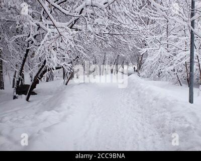 Schneebedeckten Pfad und klemmt Schnee auf den Ästen der Bäume. Park in den verschneiten Winter. Stockfoto