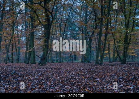 Leicht neblig dunkler Herbstwald, nebliger Herbstwald, dunkles Foto, Waldboden bedeckt mit Herbstblättern und Bäumen im Hintergrund, mystisch Stockfoto