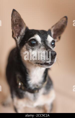 Entzückender kleiner alter Hund - 14 Jahre älter - Hochformat Stockfoto