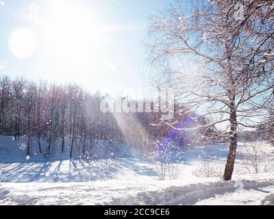 Schnee und Schnee auf den Ästen der Bäume. Park im hellen, sonnigen klaren Tag im Winter. Stockfoto