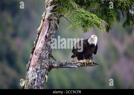 Der Weißkopfseeadler (Haliaeetus leucocephalus) sitzt auf moosigem Baumzweig entlang der Küste von British Columbia und vermisst die zerklüftete Küste in seinem natürlichen Lebensraum. Stockfoto