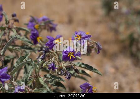 Lila Blüten, Silberblatt Nachtschatten, Solanum Elaeagnifolium, Solanaceae, invasive mehrjährige, Joshua Tree City, Southern Mojave Desert, Frühling. Stockfoto