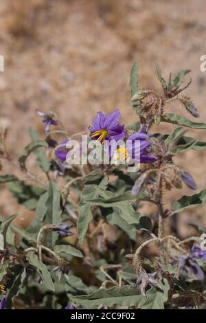 Lila Blüten, Silberblatt Nachtschatten, Solanum Elaeagnifolium, Solanaceae, invasive mehrjährige, Joshua Tree City, Southern Mojave Desert, Frühling. Stockfoto