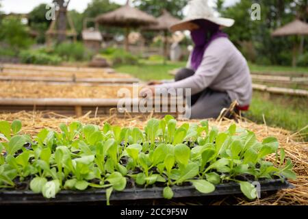 Kleine grüne Pflanzen in einem Tablett in Bio-Bauernhof mit Landwirtschaft im Hintergrund. Stockfoto