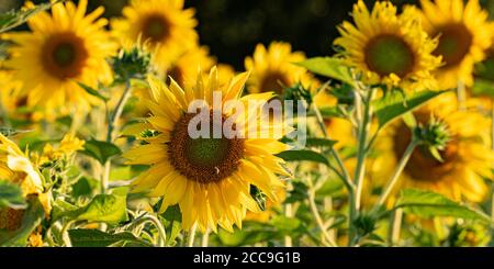 Schönheit gelb blühende Sonnenblume vor blauem Himmel Hintergrund. Auf einer der Blumen sammelt sich ein Bienenhonig. Stockfoto