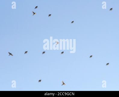 Wandernde Rotflügelherde (Turdus iliacus), die über Tongplaat bei Dordrecht in den Niederlanden fliegen. Stockfoto