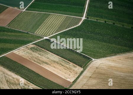 Das Rheintal wird in vielerlei Hinsicht von der Landwirtschaft genutzt: Viele Weingärten, aber auch Maisfelder. Diese Antenne sieht sehr abstrakt aus. Stockfoto