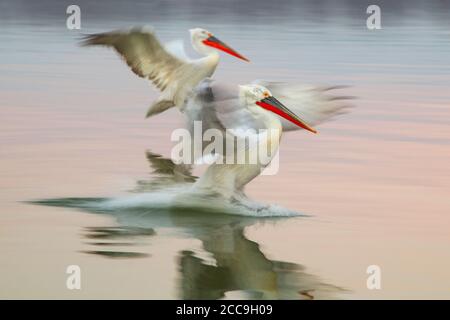 Dalmatinische Pelikane (Pelecanus crispus) auf dem Kerkini See in Griechenland. Landung auf dem Wasser. Fotografiert mit niedriger Verschlusszeit. Stockfoto