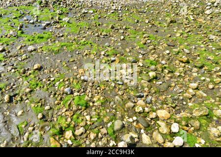 Kieselsteine und Steine am Strand. Stockfoto