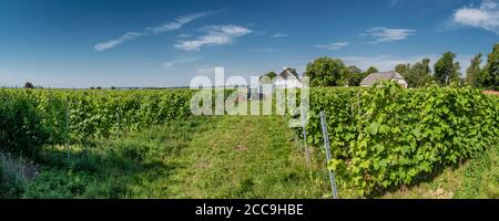 Kleiner Weingarten auf der Dansih Insel Aaroe Stockfoto