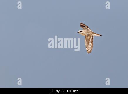 Kentish Plover (Charadrius alexandrinus) im Flug während des Sommers in Portugal. Stockfoto