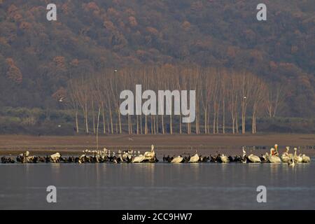 Große Kormorane und dalmatinische Pelikane (Pelecanus crispus) auf dem Kerkini See, Griechenland. Ruhe am Ufer. Stockfoto
