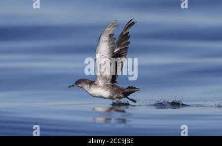 Getragene Balearen Shearwater (Puffinus mauretanicus), Start in Fuseta, Algarve, Portugal. Vom Aussterben bedrohte Brut auf den Mittelmeerinseln Stockfoto